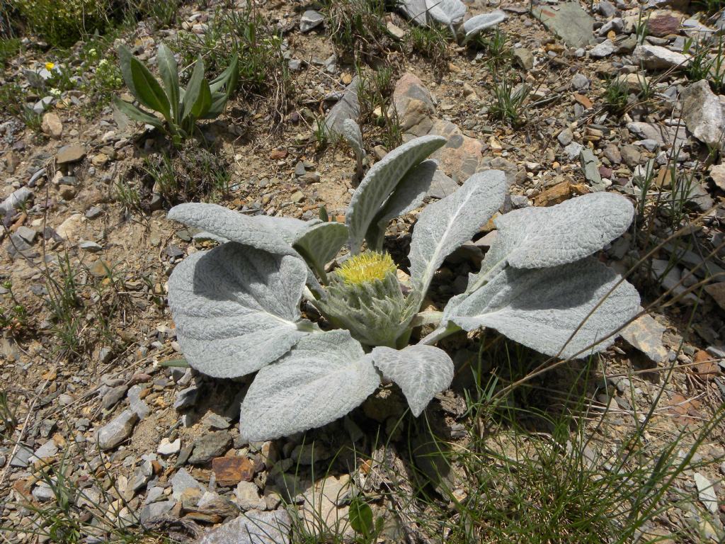 Berardia lanuginosa / Berardia